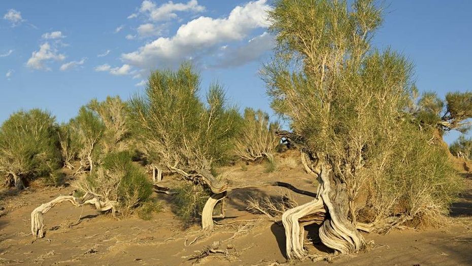 Саксаул фото в пустыне